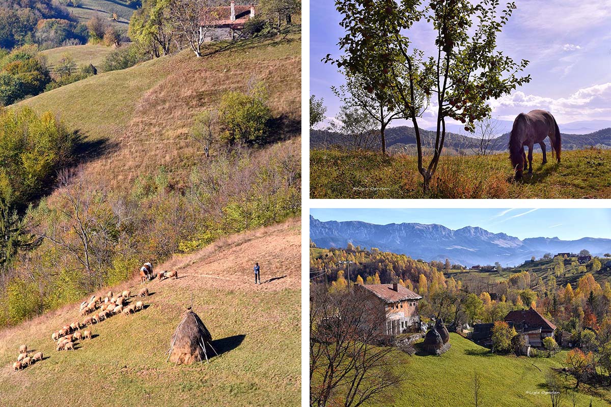 Review - autumn condition in Brașov County